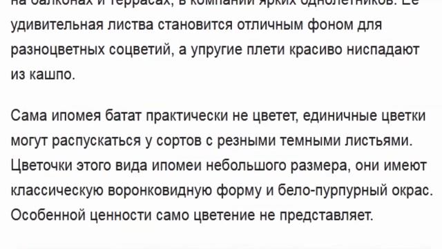 Ипомея батат Ipomaea batatas смотреть онлайн