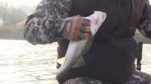 Душевная рыбалка на Болде — ловля судака недалеко от Астрахани _ КЛЕВ БУДЕТ