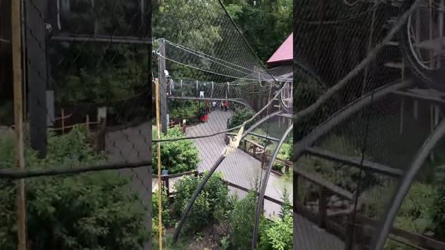 A Chillen Gibbon смотреть онлайн