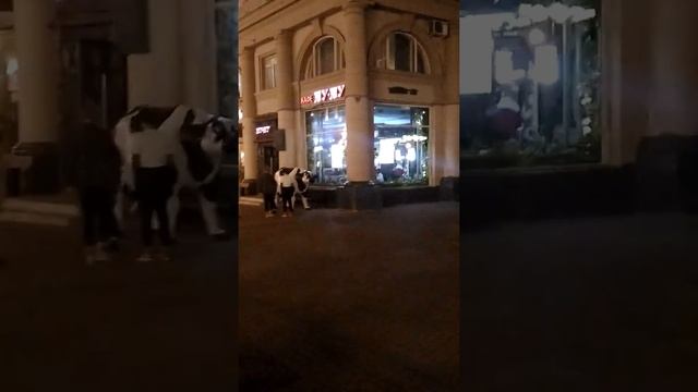 Николя Флерко.Москва.Старый Арбат.Вступление...