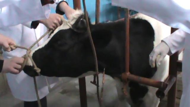 Вливание в яремную вену быку. Docent A.D. Stepanov, ПДАТУ смотреть онлайн