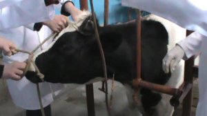 Вливание в яремную вену быку. Docent A.D. Stepanov, ПДАТУ