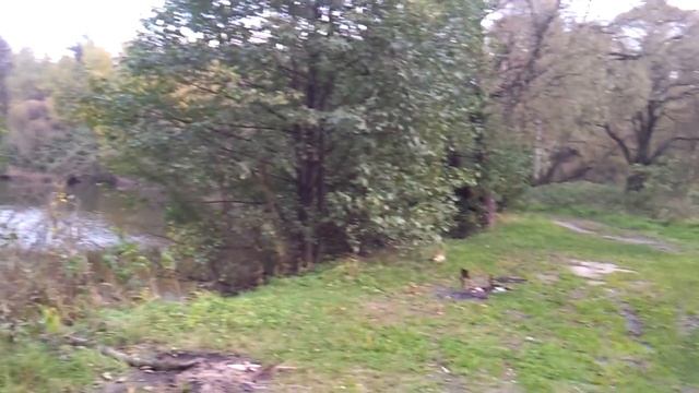 Кучинский лесопарк Озеро Генеральское смотреть онлайн