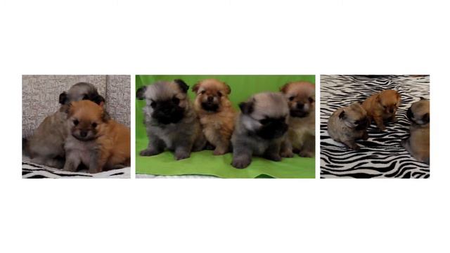 Джесси и щенки смотреть онлайн