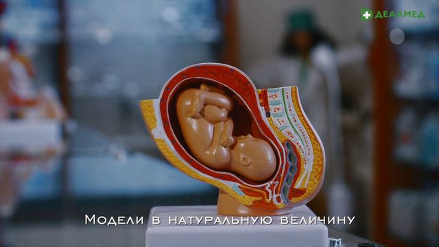 Анатомические модели в ассортименте Деалмед смотреть онлайн