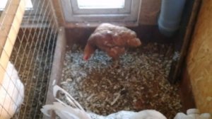 Кросс родонит 3. Третий год эксплуатации.