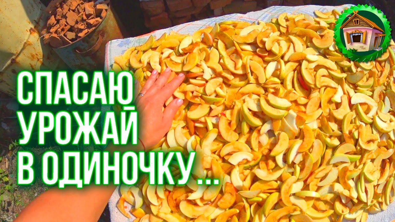 Спасаю урожай. Варю Варенье из Черноплодной рябины. Сушу Травы и Яблоки. Фонарики в Сад. 100 серия смотреть онлайн