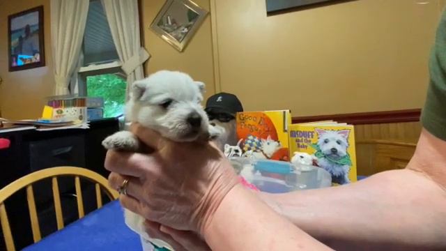 West Highland White Terrier Bessie's Puppies Born May 5, 2021 смотреть онлайн