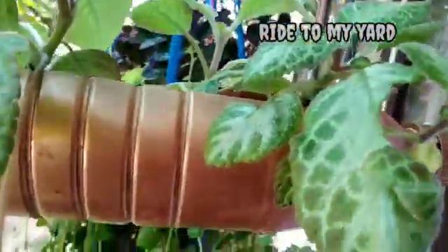 Episcia / Flame Violet Care and Propagation malayalam | Hanging plant Episcia🥀🌿 смотреть онлайн