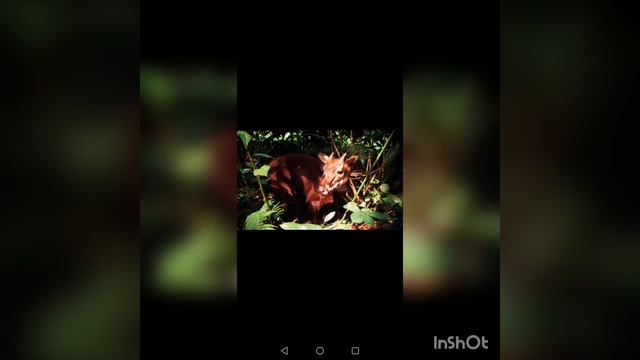 Саола смотреть онлайн