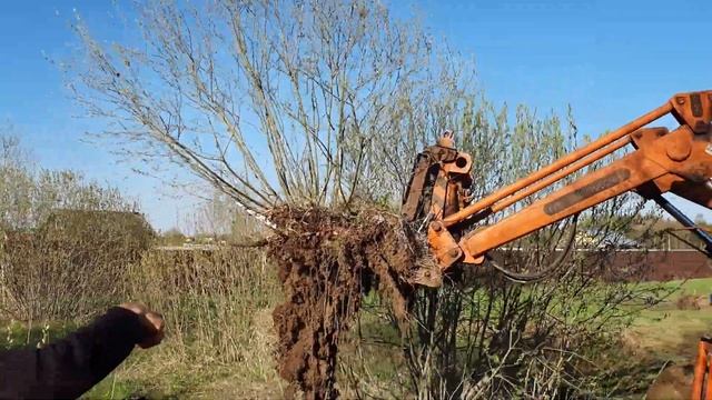 КАК КОРЧЕВАТЬ ДЕРЕВЬЯ, кусты и пни на участке на даче своими руками. Несколько эффективных способов смотреть онлайн
