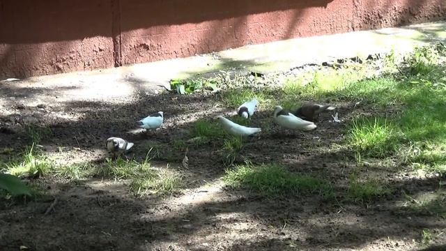 Голуби в Москве смотреть онлайн