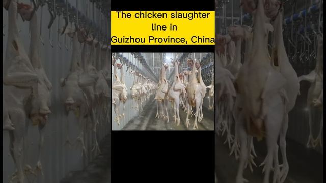 Chicken Slaughter Line in A Slaughterhouse смотреть онлайн