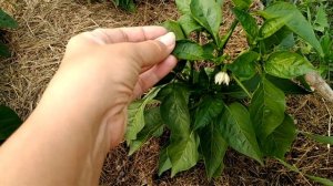 Болгарский перец в июле. Особенности ухода.