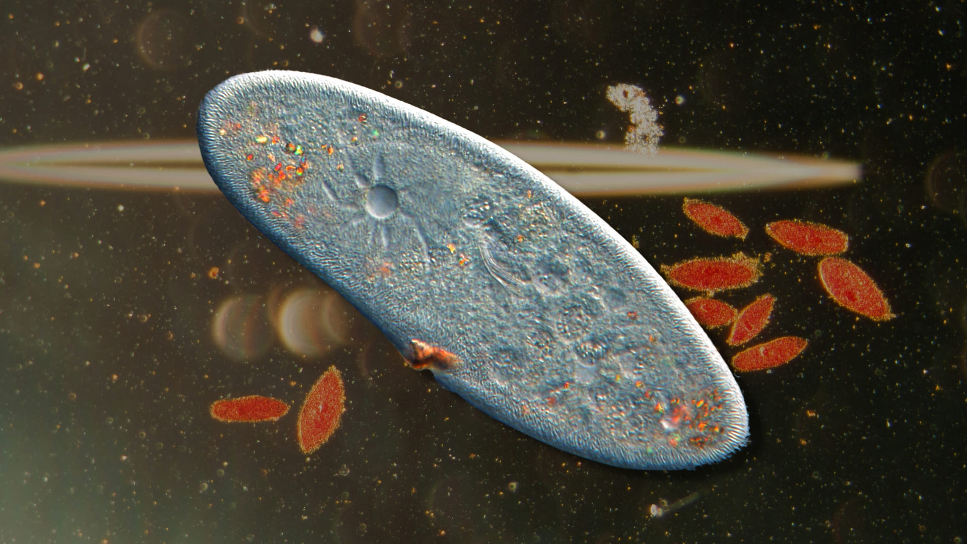 Наглядная биология #4 Инфузория Туфелька (Paramecium Caudatum) смотреть онлайн