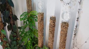 How to Water Sphagnum Moss Poles for Plants! | My UPDATED Watering Routine!