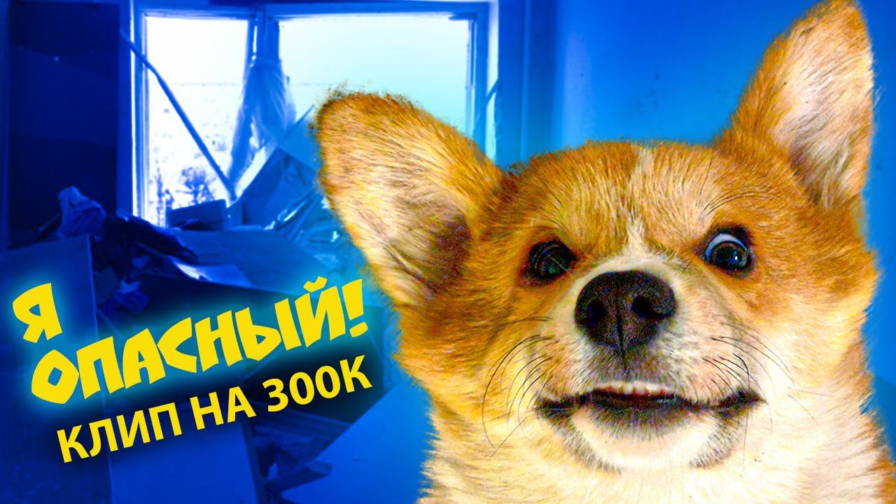 Корги Коржик - Я КОВАРНЫЙ, Я ОПАСНЫЙ!! (Official music video) Клип на 300к подписчиков! смотреть онлайн