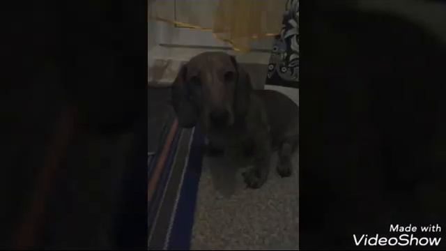 Такса\Как растет такса\Такса Арчи