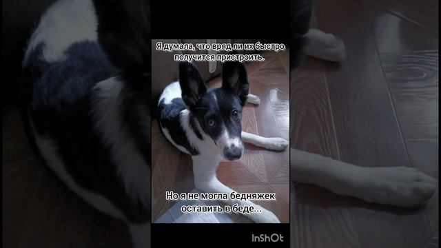 Тиффани вернула хозяйка спустя 14 дней но случилось чудо и девочка нашла другого любящего хозяина❤ смотреть онлайн