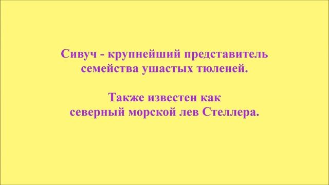 Мир животных. Сивуч смотреть онлайн