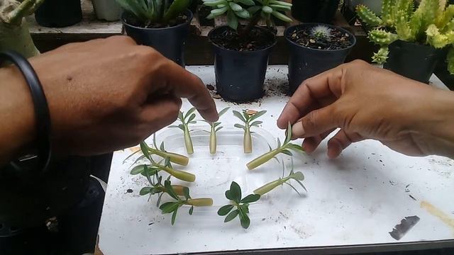 Cara program akar adenium usia 2 bulan #adeniumlovers #desertroseeducation #bonsaiadenium смотреть онлайн