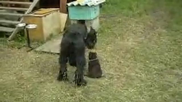 ризен Рич и овчаренок Чак