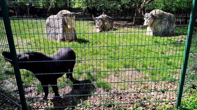 Сафари-парк (Краснодар) смотреть онлайн