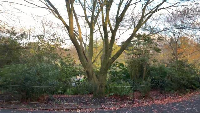 REGENT'S PARK WALK in Autumn 2020 | London's Parks, England | Walking Tour with London's Attraction смотреть онлайн