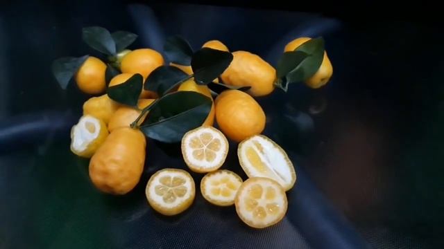 Australian Sunrise Lime смотреть онлайн