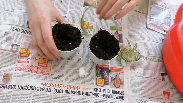 Пересаживаем хлорофитум комнатный цветок. смотреть онлайн