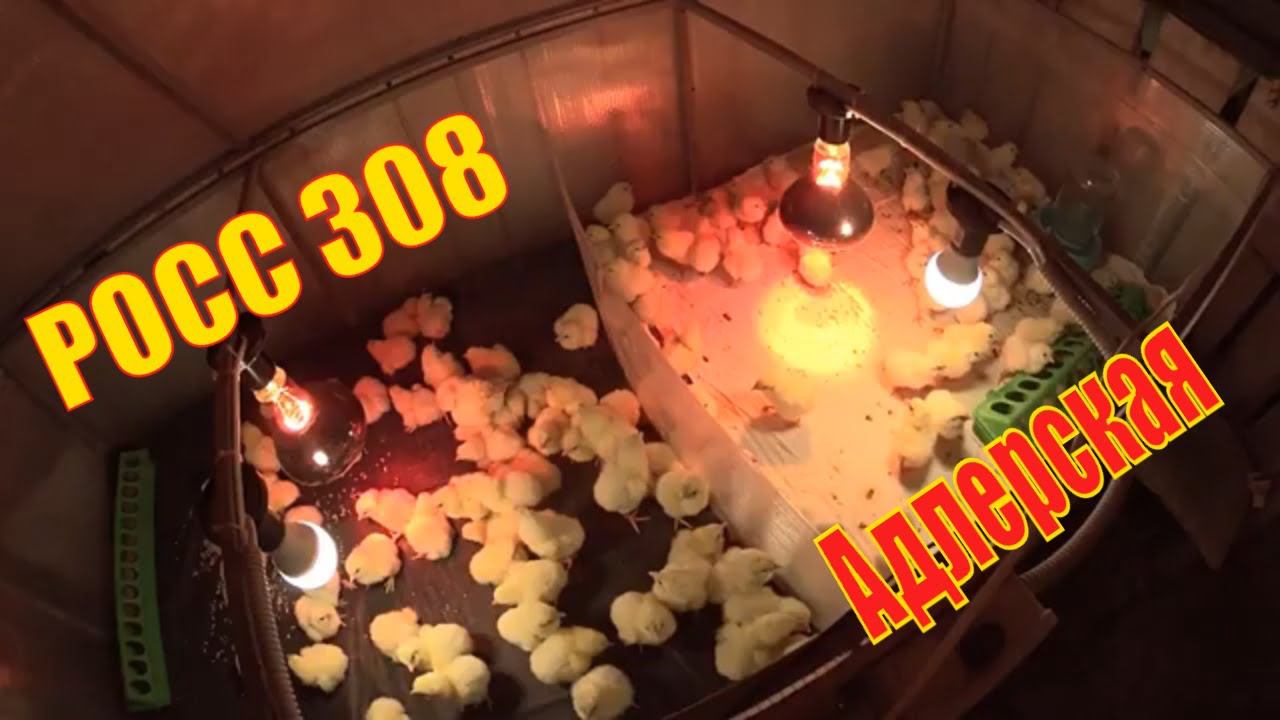 Росс 308 и Адлерская Серебристая Отличная инкубация. Начинаю забой бройлера КОББ 500 смотреть онлайн