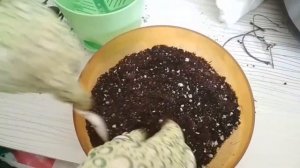 Церопегия сандерсона наконец дождалась пересадки