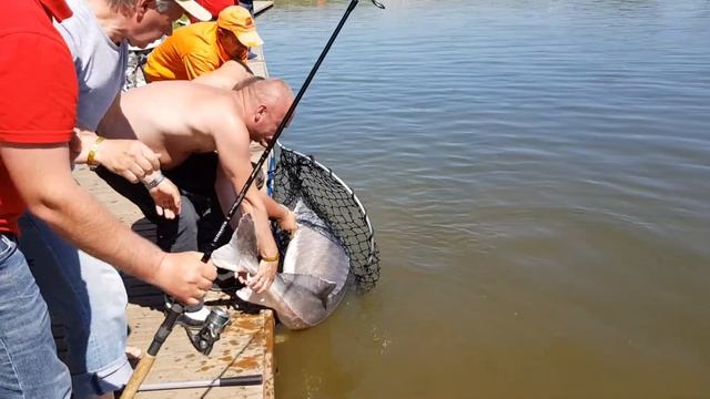 Ещё одна Трофейная белуга , на 90 кг. После вываживания и фото рыба была отпущена. смотреть онлайн