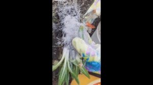 Пересадка и уход за примулами весной