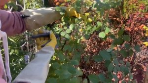 ЧТОБЫ ПЛЕТИСТАЯ РОЗА ЦВЕЛА- ОБРЕЗАЕМ ПРАВИЛЬНО!