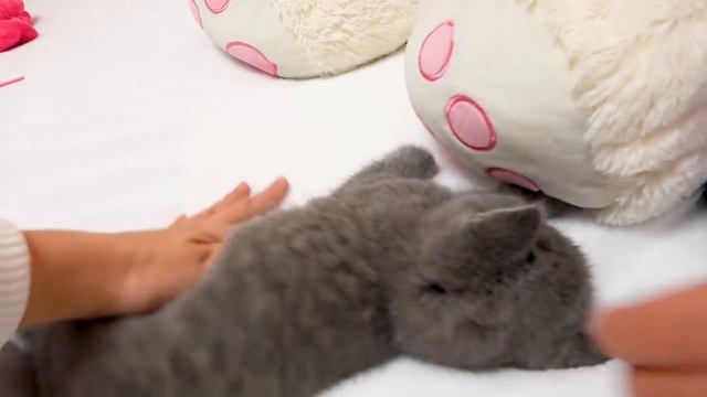 24 часа с моим ПИТОМЦЕМ котёнок ТИМ Настя кормит и ухаживает Ведём к ветеринару ПОКУПКИ для питомца смотреть онлайн