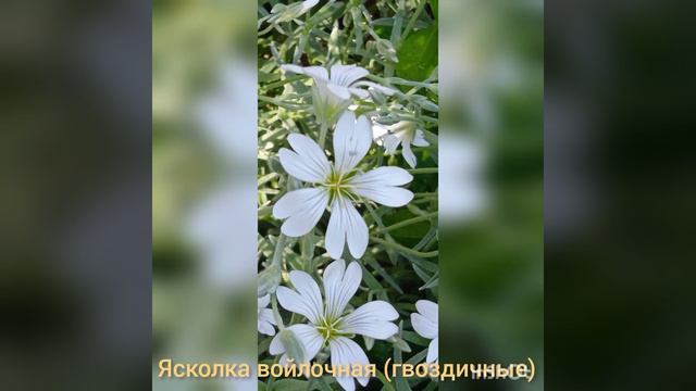 Цветы на даче смотреть онлайн