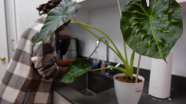 HOUSEPLANT CHORES! Repotting Syngonium CHIAPENSE + Setting Up New PLANT Shelves!