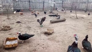 Про петуха которому куры расклевывают лапы и гребешок...По этому пришлось его намазать зеленкой.