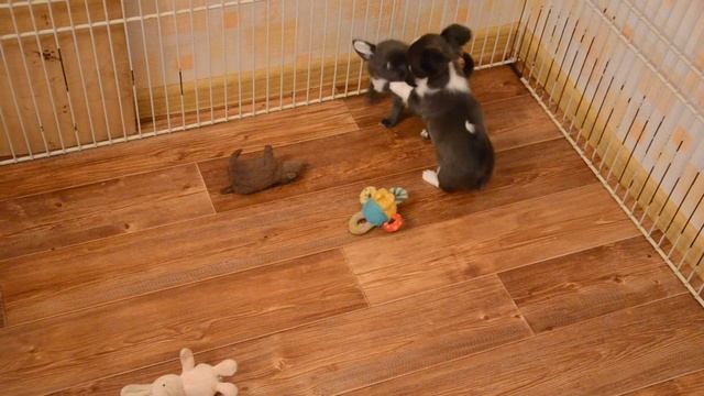 ЧИХУАХУА ДЕВОЧКА ГОЛУБОГО ОКРАСА смотреть онлайн