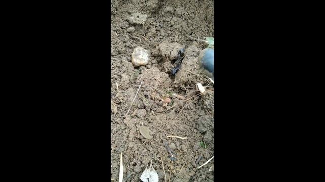 Garrett Apex. Открытие сезона 2021. Прогулка старым парком. смотреть онлайн