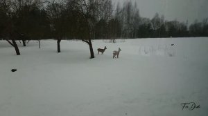 Влог №8: Зайка в сарафане - вяжу игрушку крючком.