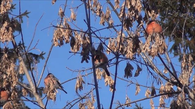 СНЕГИРИ ЗА ОКНОМ смотреть онлайн