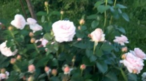 Ароматные розы.