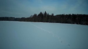 Охота на Лис капканами /Установка капканов + результат. Сезон 2021-2022