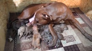 18+ Роды питбуля Кияры 20.01.2020г. щенки питбуля