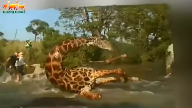 Съёмочная группа и туристы отчаянно пытаются спасти жирафа / Уникальные кадры смотреть онлайн