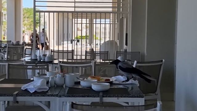 В отелях Хургады даже для ворон all-inclusive))) смотреть онлайн