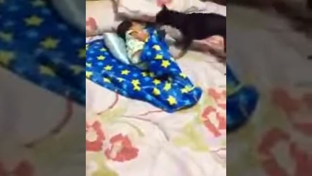 Заботливый пес укрывает ребенка одеялом смотреть онлайн