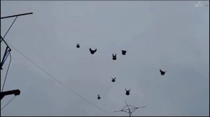 Николаевские голуби. Большие Салы. Ростов 🇷🇺 Павел тел. +7 (928) 195-37-52